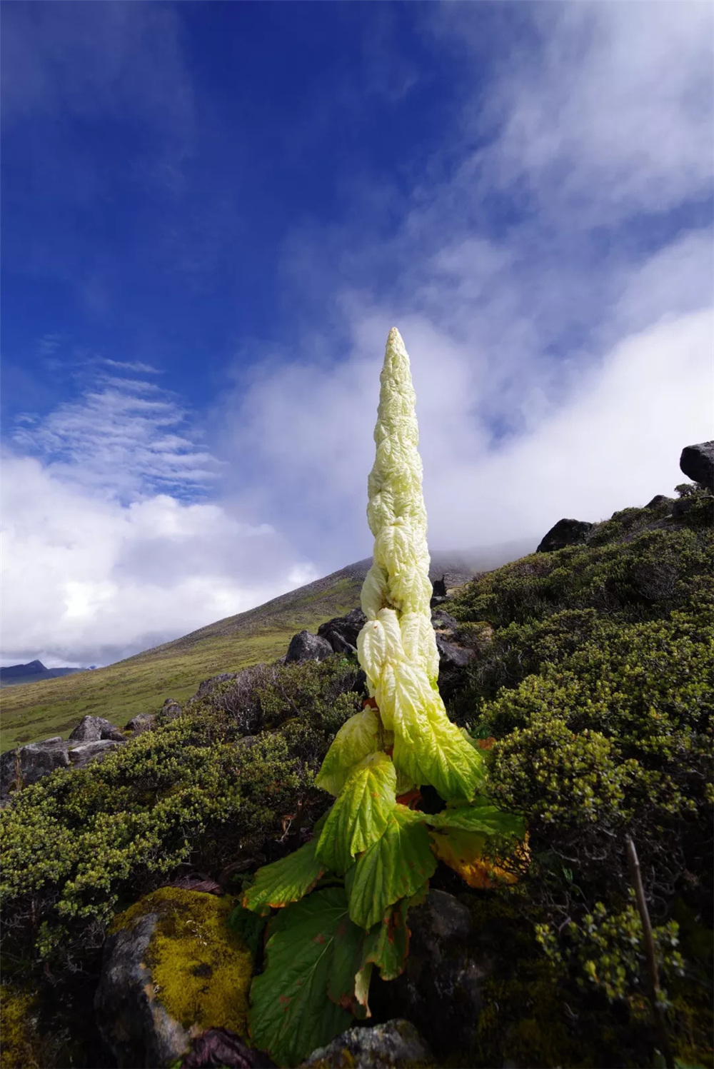 原创喜马拉雅山有种植物一生只开一次花靠苞叶才在高原生存下来