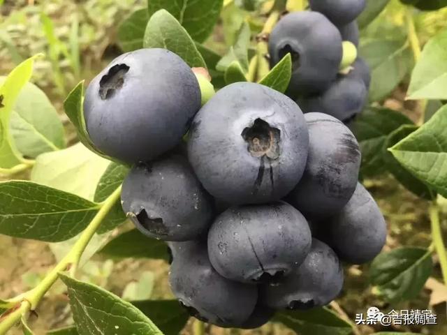 最大的蓝莓基地是在哪里 27aa2f0a54ee4cc1903369812a321cb8.jpeg