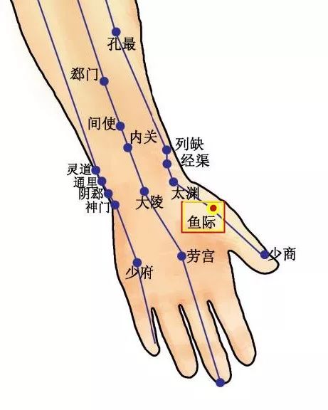 穴位知识十二经脉手太阴肺经之鱼际穴