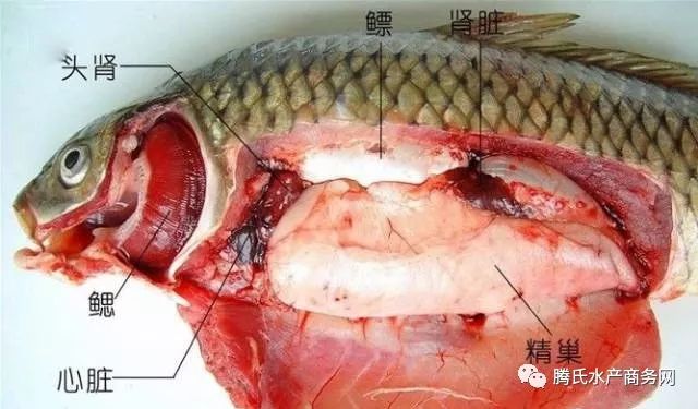 鱼类外部形态与内部器官最全讲解!