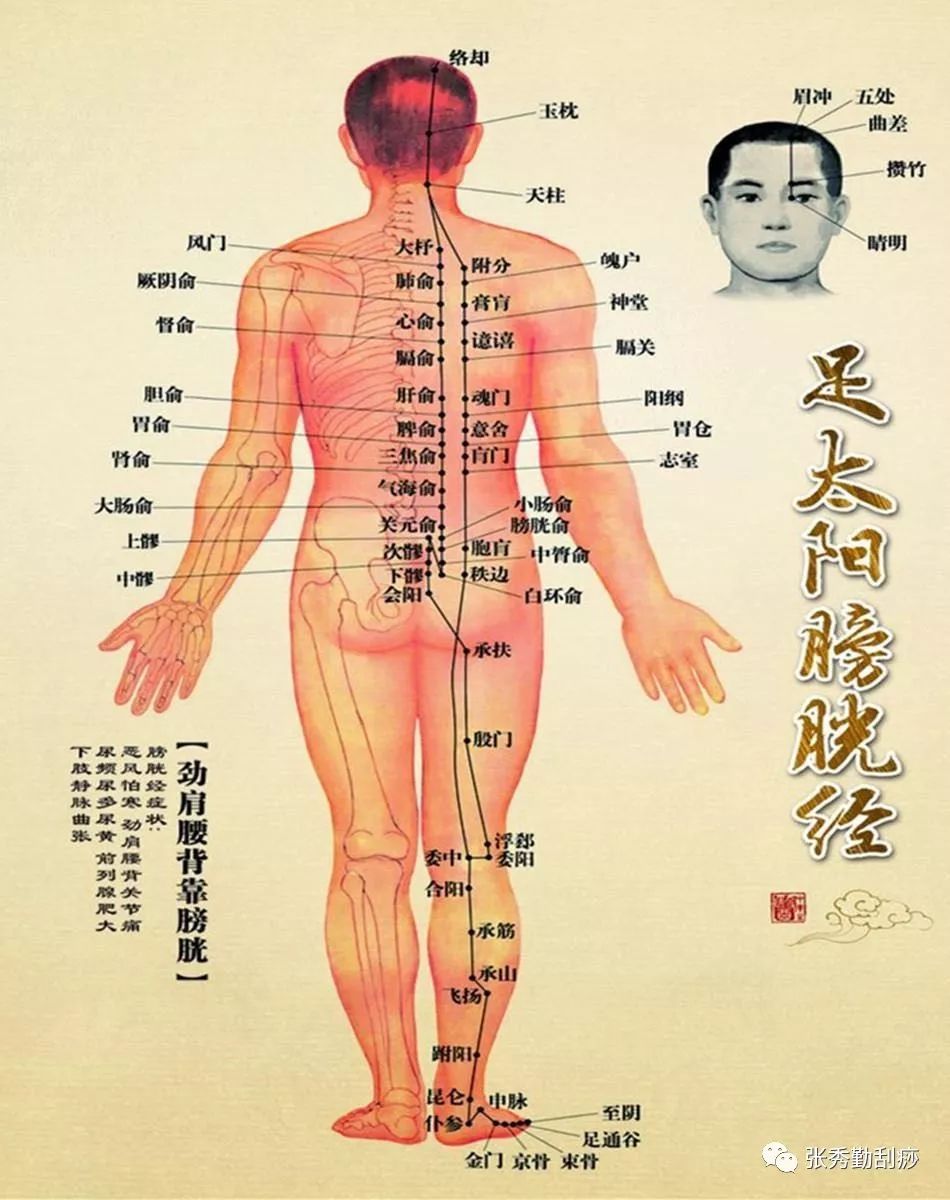 背腧穴是足太阳膀胱经行于背部两侧的 ..