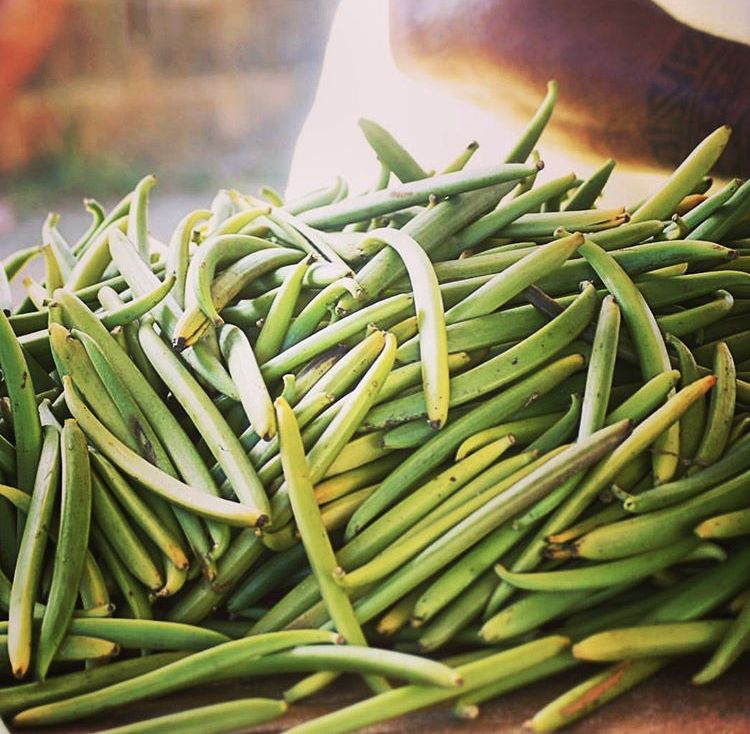 【视频烘焙百科】香料皇后:香草的生产历程