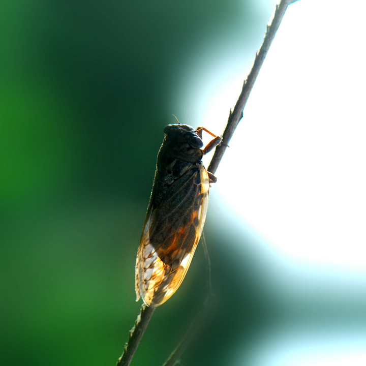 剪发虫是什么样子的 43f16cdfb880497b8e5296d8a1cffd60.jpeg