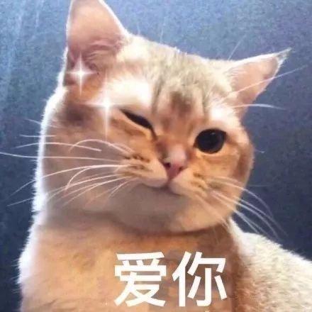 猫咪表情包合集小哥哥处对象吗