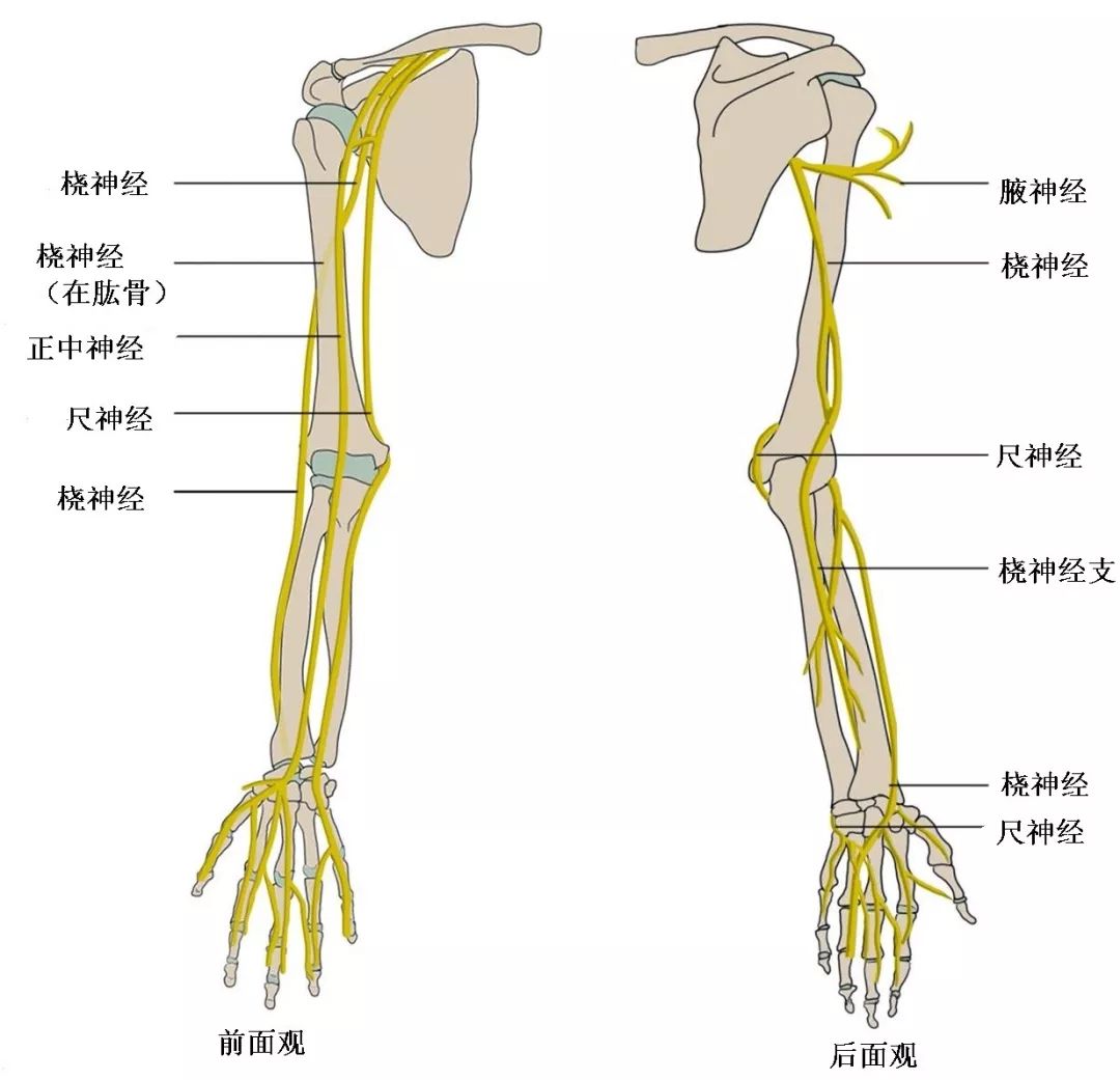 桡侧腕伸肌反射(c6)