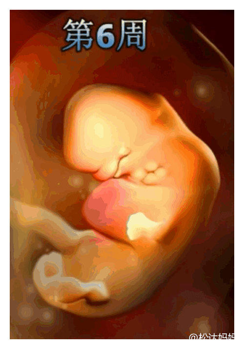 不做b超,1-10月胎宝宝发育全过程,照样看!接顺产好孕萌宝吧!