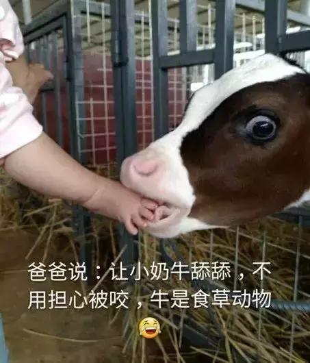 拔完火罐的正确做法是?看爸爸带娃,笑出猪叫…