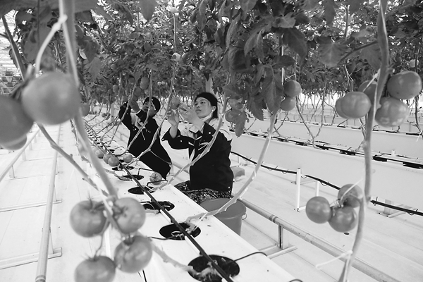 大棚蔬菜填补供应“伏缺期” 888真人平台信誉