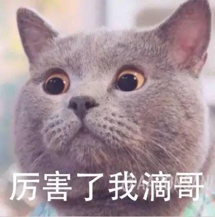 网红猫系列67表情包