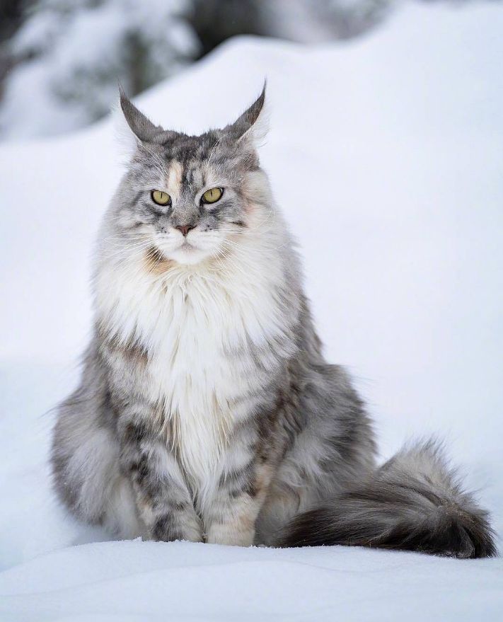 来自挪威的大猫,威风凛凛的样子把我帅到了