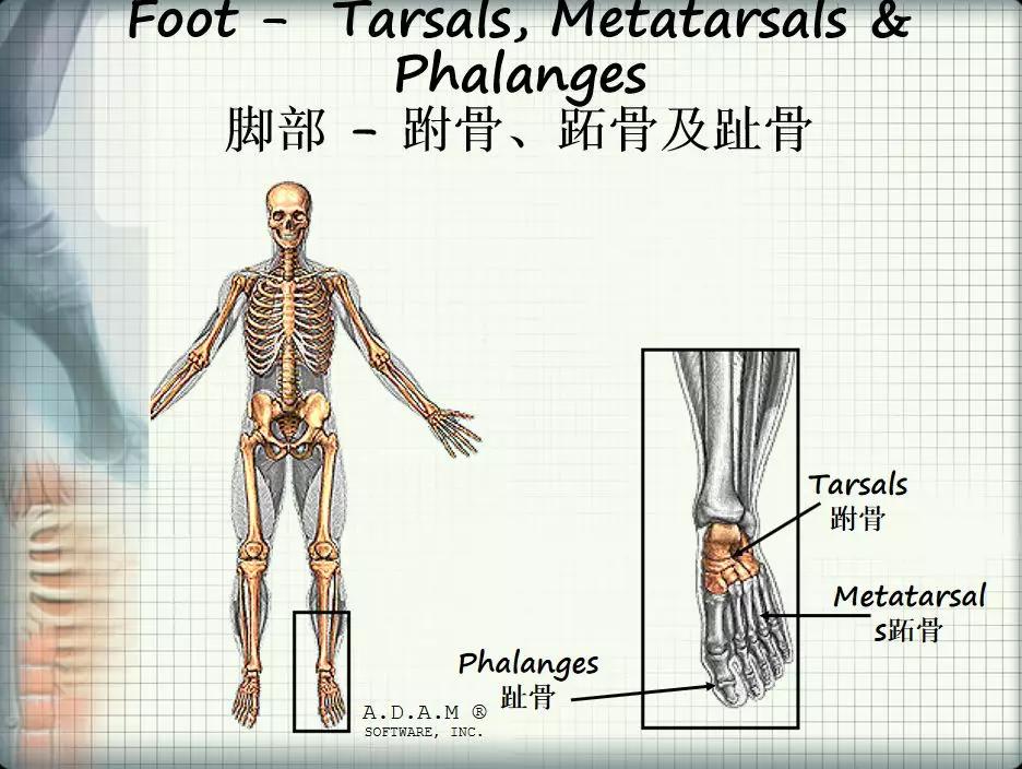 【干货】"骨"法秘籍,三分钟了解人体主要骨骼,拿去不谢