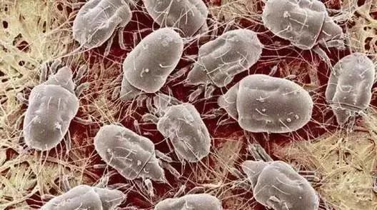 三个月不晒被,600万螨虫陪你睡!