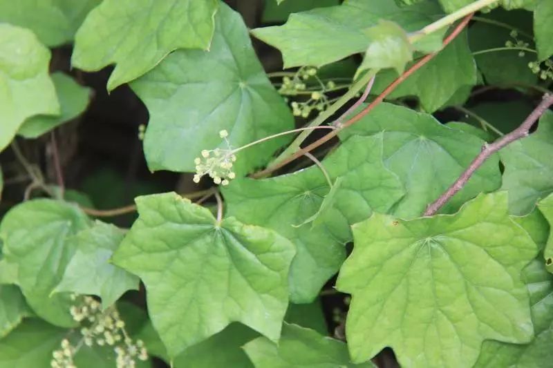 【一日一味药 一日一芳香】水上森林中草药资源之——蝙蝠葛