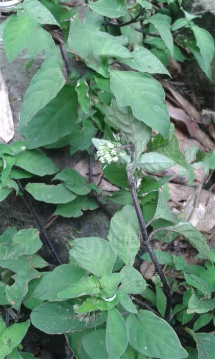 蛇根草,见过吗?用于慢性气管炎,劳伤咳血,月经不调,扭伤脱臼