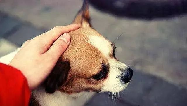 狗为啥会突然笑出声 74d16d485d084a70962742aaef6ff735.jpeg