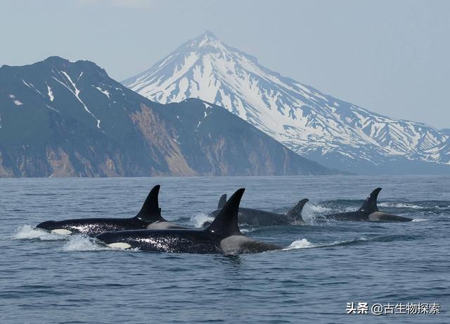 注意!长岛海域发现虎鲸群出没