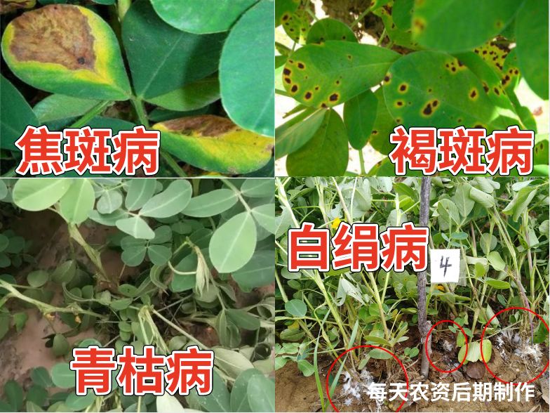 7月下旬花生黄化病虫问题频发抓紧防治