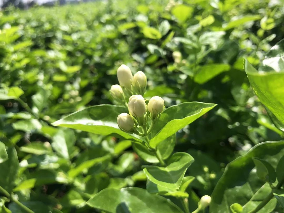 好一朵美丽的茉莉花美了环境富了群众