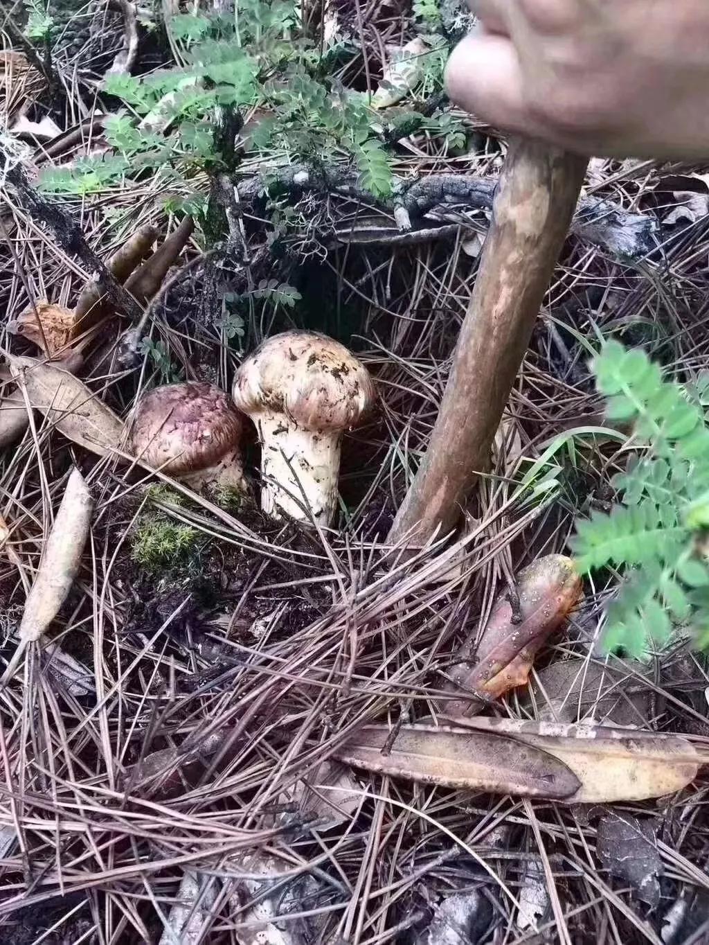 让云南人中毒很深的美味,外地人看了表示想住在云南