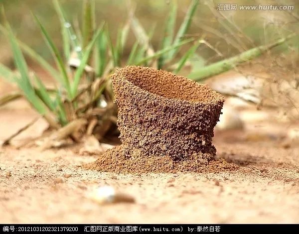 原来看似小小的蚂蚁窝,在我们见不到的地方有着非常大的地下城堡98