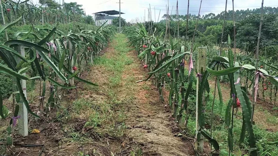 259元火龙果成熟了来聚福农场采摘台湾凤梨还有红心火龙果啦