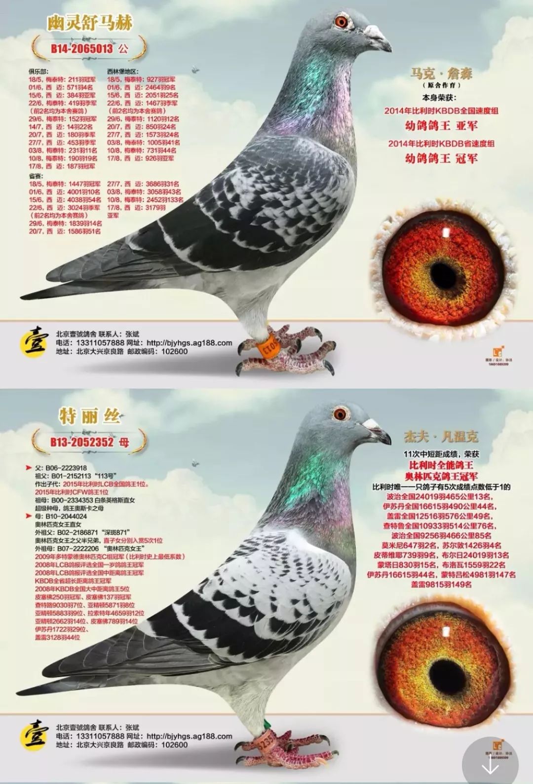 最好的沙眼种鸽图片,眼睛,配对(第3页)_大山谷图库