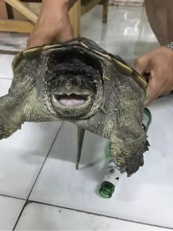 每天来我们当地花鸟市场买巴西龟放生的人都有好几个,而一到初一