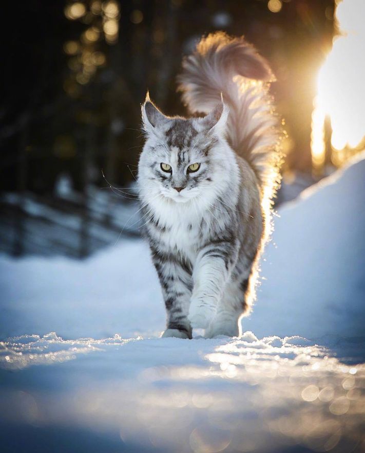 来自挪威的大猫,威风凛凛的样子把我帅到了