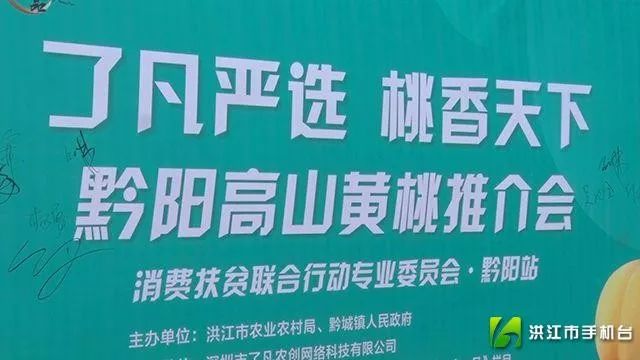 微洪江|桃源村黄桃推介会,喜签百万斤大单! 澳门星际娱乐官网