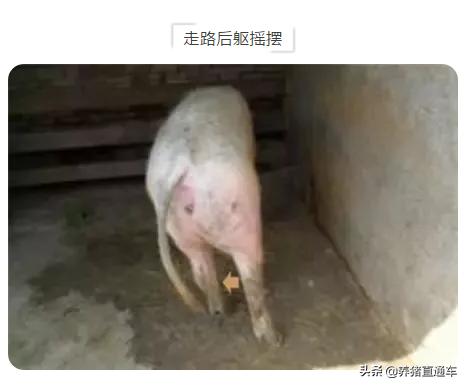 新生仔猪后腿外翻,呈"八字腿"状●新生仔猪外阴红肿●有的母猪子宫脱