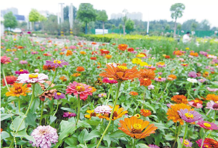 互动爆料:百日菊扮靓鹰城 ibet国际平台地址
