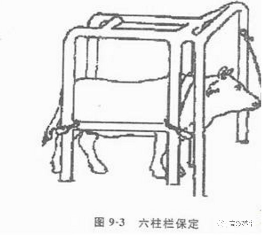 牛六柱栏保定法让牛一动都不动