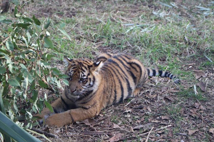 zoo人狗猪马