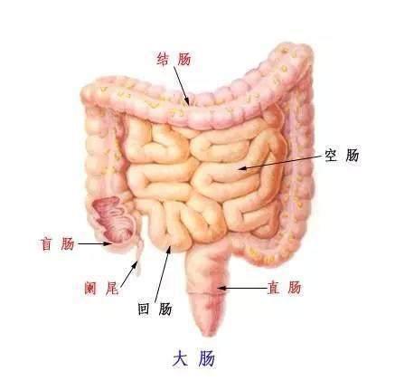 器官黑市与失踪人口_男人器官(2)