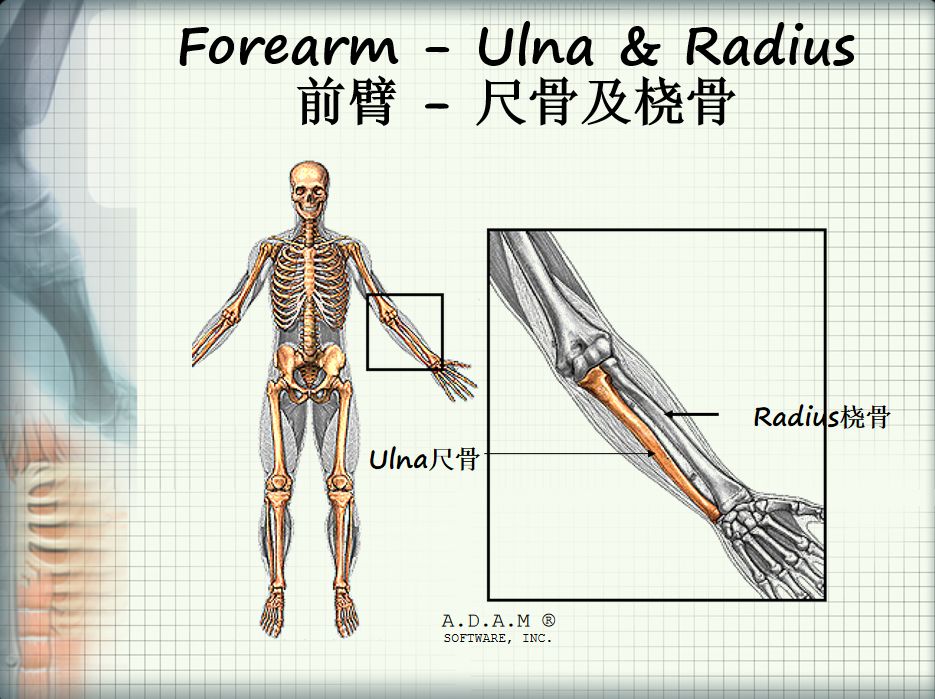 干货骨法秘籍三分钟了解人体主要骨骼拿去不谢