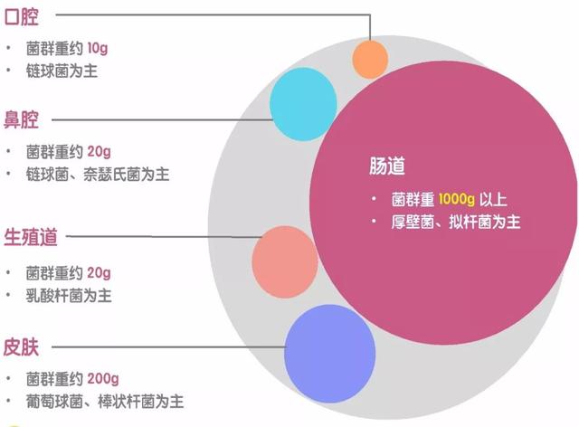正常菌群名词解释 来自搜狐网
