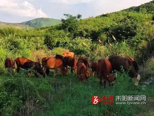 耒阳贺氏人口_耒阳温氏养鸡场图片(2)