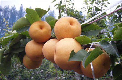 天然果汁 南水梨 是梨品种中含糖量最高的 而且抗寒耐寒