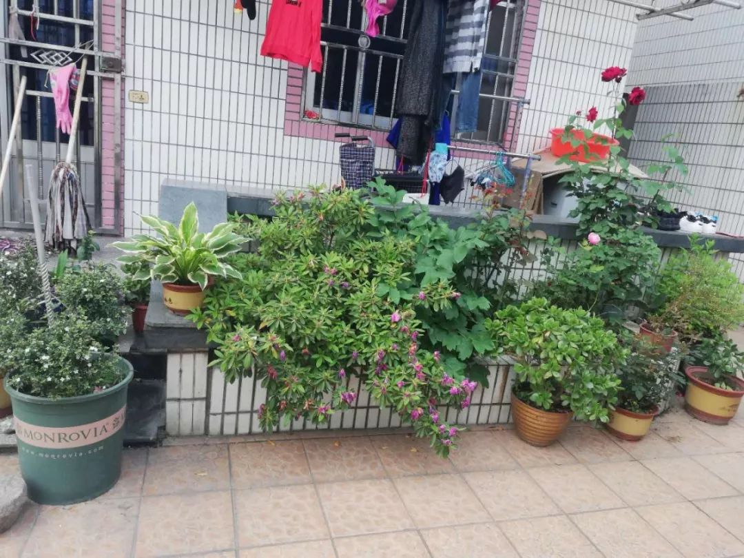邱卫娟家庭—大港居妇联选送庭院内收拾得干干净净,没有随意堆放的