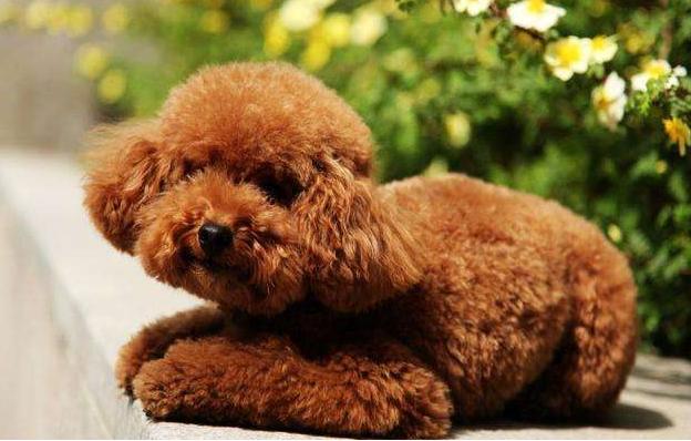 泰迪犬厌倦主人的5个表现,如果出现了,已经不