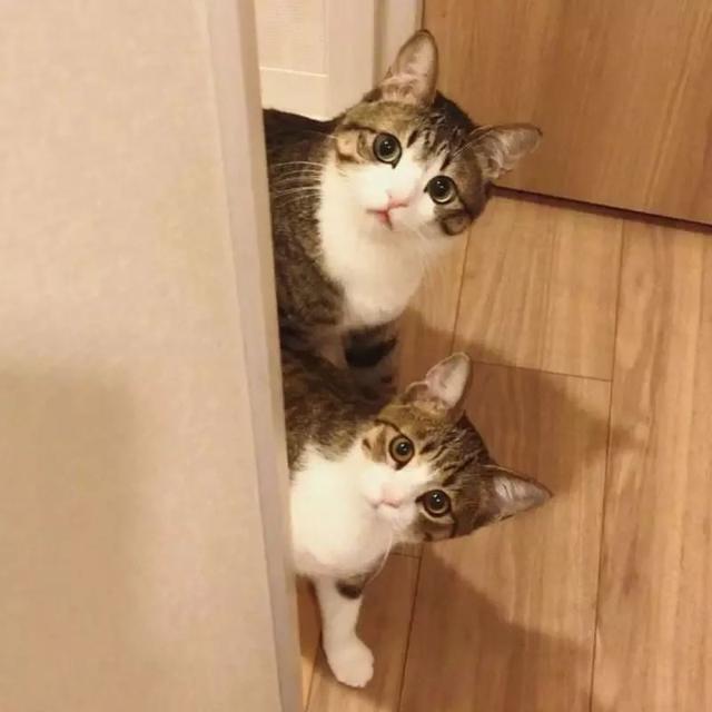猫什么鼠成语_成语故事简笔画