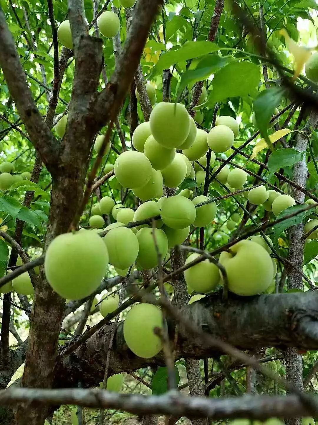 什么是青果图片 06713178027241509d894b9d463e337e.jpeg