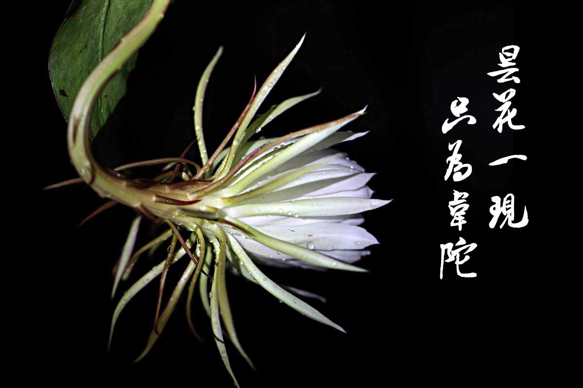 “昙花一现”中的“昙花”是什么花？