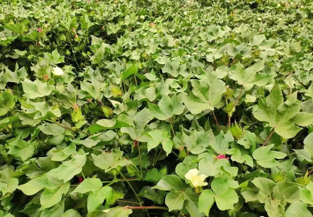 棉花盛花期苗情诊断及田管技术措施