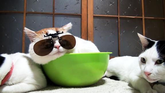 这些猫大叔个个都是眼镜控这也太爱臭美了吧