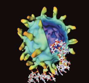 戊肝病毒的潜伏期一般为2~8周,一些特殊群体一旦感染戊肝,危害是极大