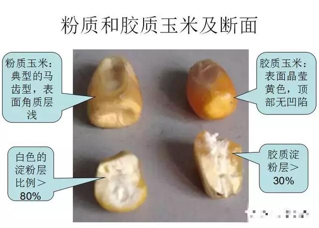 鉴别妙招玉米没选对难怪鸡群不爱吃