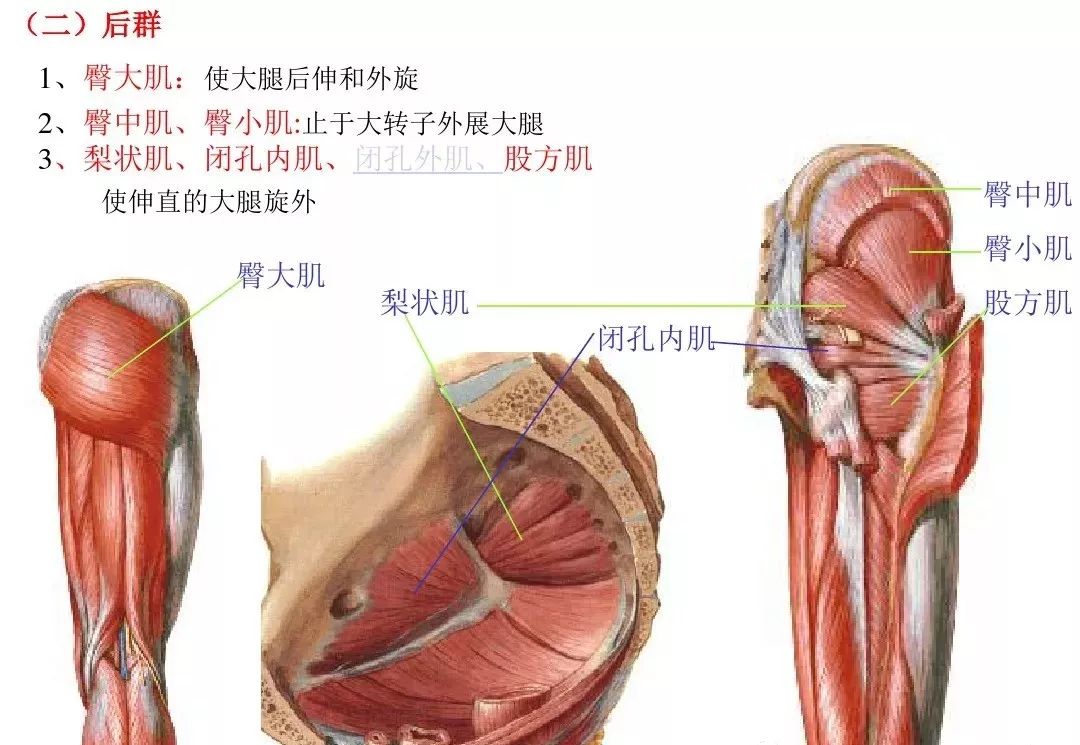 运动解剖学---肌肉(图文)