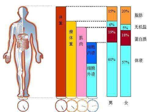 测体脂是什么原理_体脂率13是什么水平