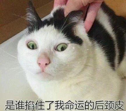 猫咪表情包合集我这不是肉是妈妈的钱